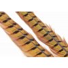 Wapsi Ringneck Pheasant Tail 1 Pair