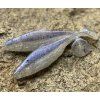 Gumená nástraha Realistic Shad Plotica 12cm (Farba P010)