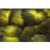 Troutline Premium Silver Fox Ring Tails (Farba Black)