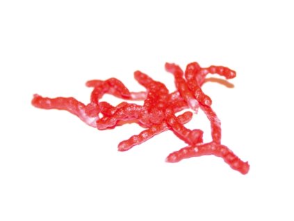 Tandem Baits Patentka -Winner artificial baits Bloodworm (Varianta Tandem Baits Patentka -Winner artificial baits Bloodworm)