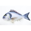 VANKÚŠ - THE GILTHEAD SEA BREAM 60CM