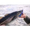 FISHMACHINE Gumová nástraha LONGTAIL MODRÁ 9 až 18cm