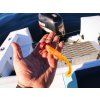 FISHMACHINE soft lure LONGTAIL ORANGE 9 to 18cm