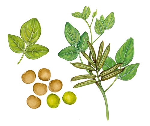 Guarová guma - Pomocník v bezlepkové kuchyni