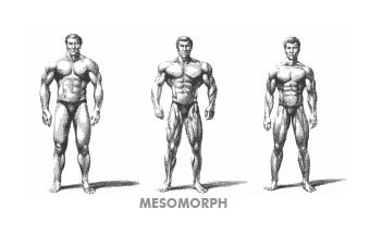 Somatotyp - Mezomorf