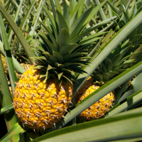 Ananas lyofilizovaný