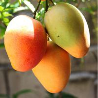 Mango lyofilizované