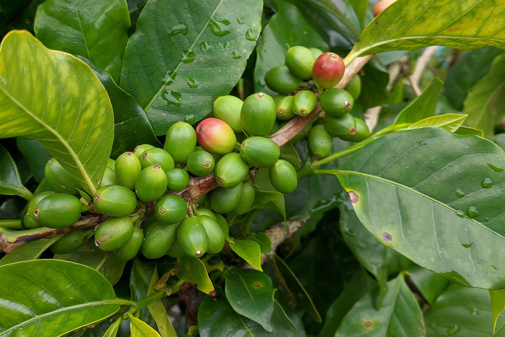 Co mohou nabídnout neupečené kávové boby?