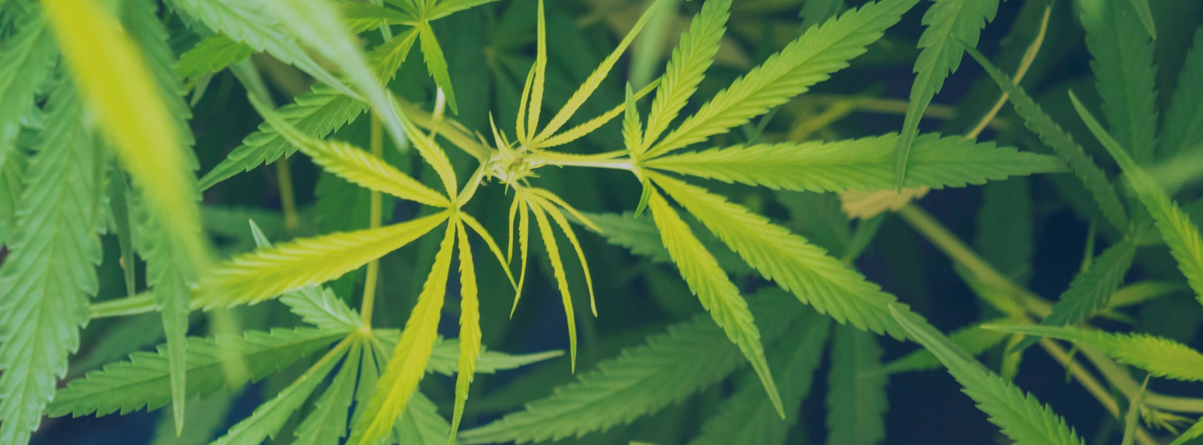 The power of nature hidden in hemp