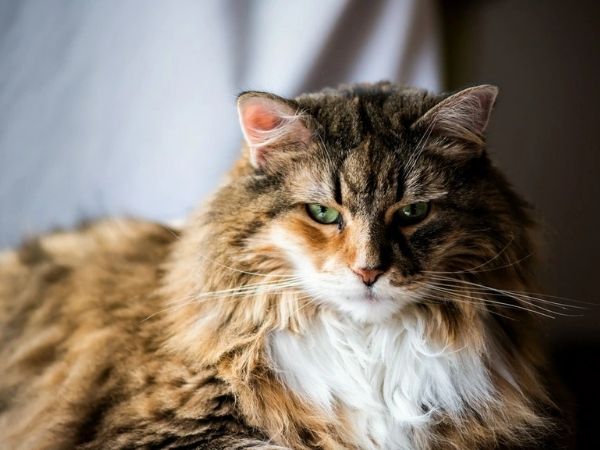 Характер и нужди: Какви са разликите между котките Мейн Кун, Британска късокосместа, Регдол и Бенгалска?
