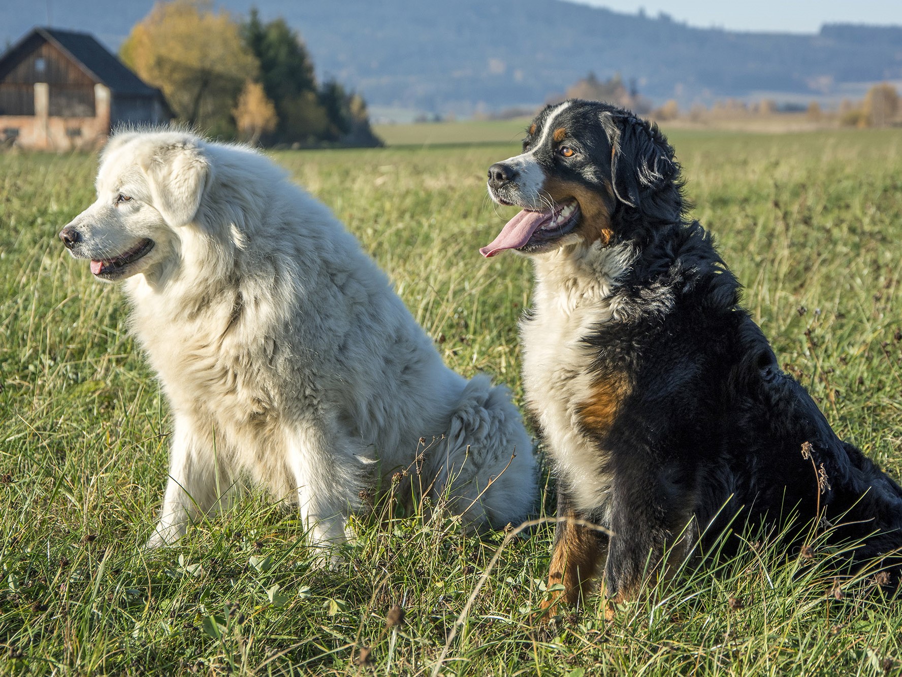 Jak poznat psa s nadváhou? A co s tím dál dělat