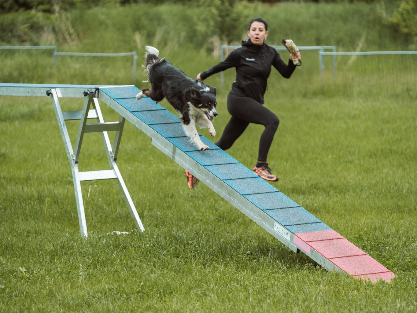 Život se psem aneb cesta za společnými zážitky. Vyzkoušejte AGILITY