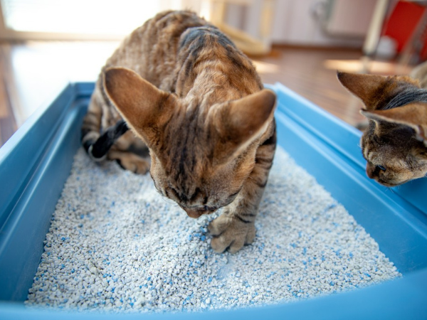 Kočičí toaleta bez problémů: kolik stelivých boxů mít, kam je umístit a jaké stelivo zvolit