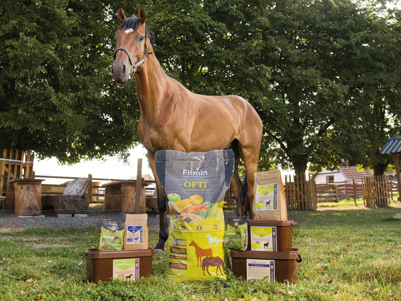 Jak vybrat vhodné krmivo pro koně?