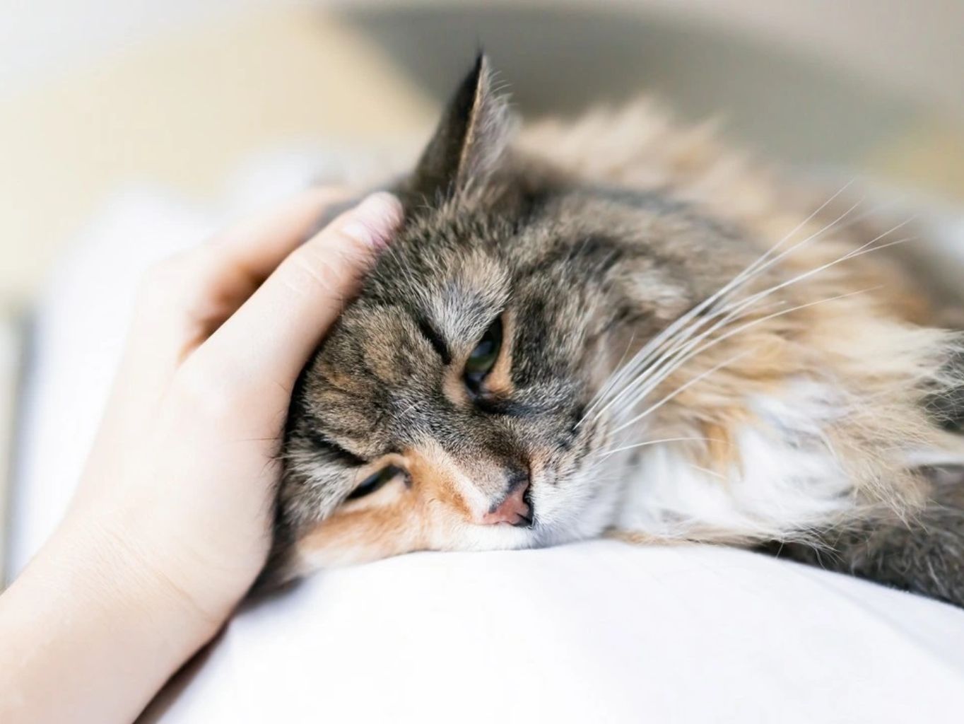 Deprese u koček – čím může být způsobena, jak ji poznat a jak léčit?
