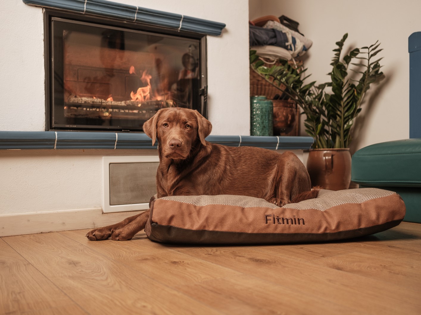 Jak si vybrat plemeno psa?