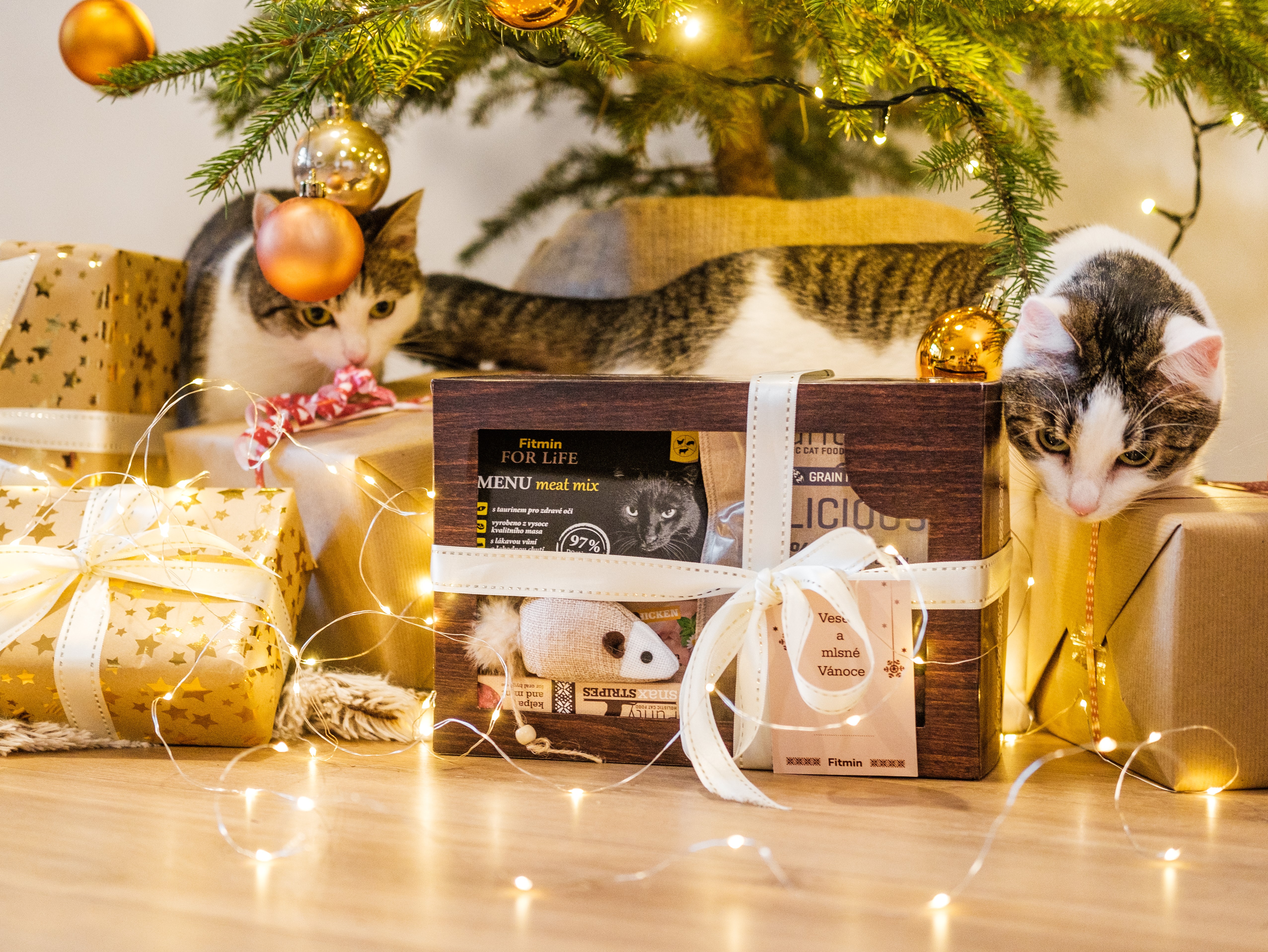 Sváteční pokušení očima domácích mazlíčků