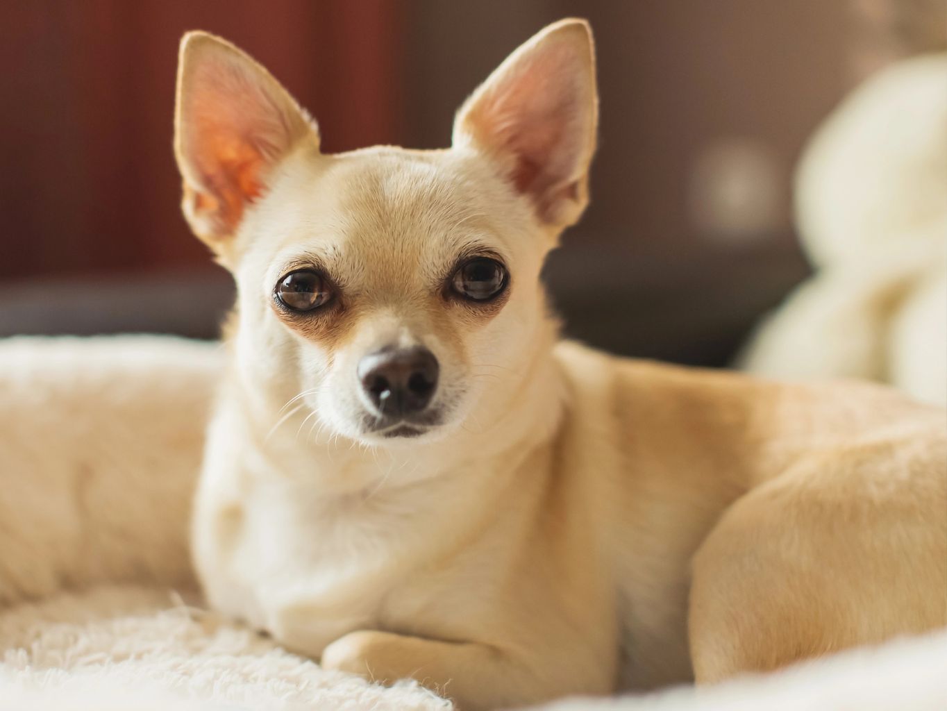 Krátkosrstí psi - nejoblíbenější plemena a fakta o nich, která vás překvapí