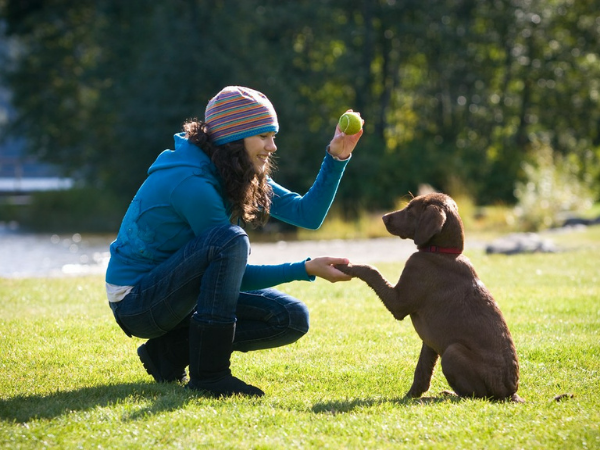 Základní povely pro psa – jak naučit mazlíčka sednout, lehnout a přiběhnout na zavolání?