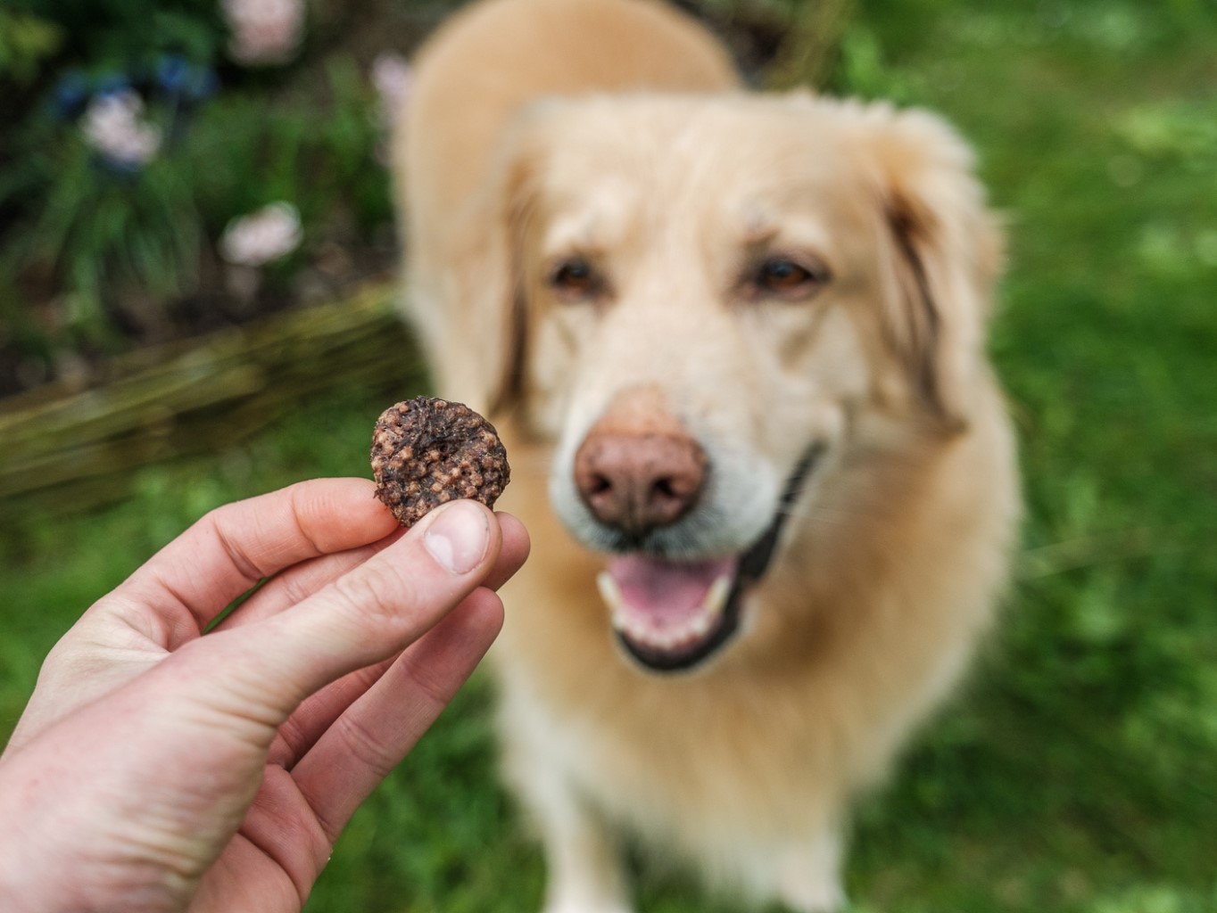 Mlsat, ale zdravě. To u psů platí dvojnásob