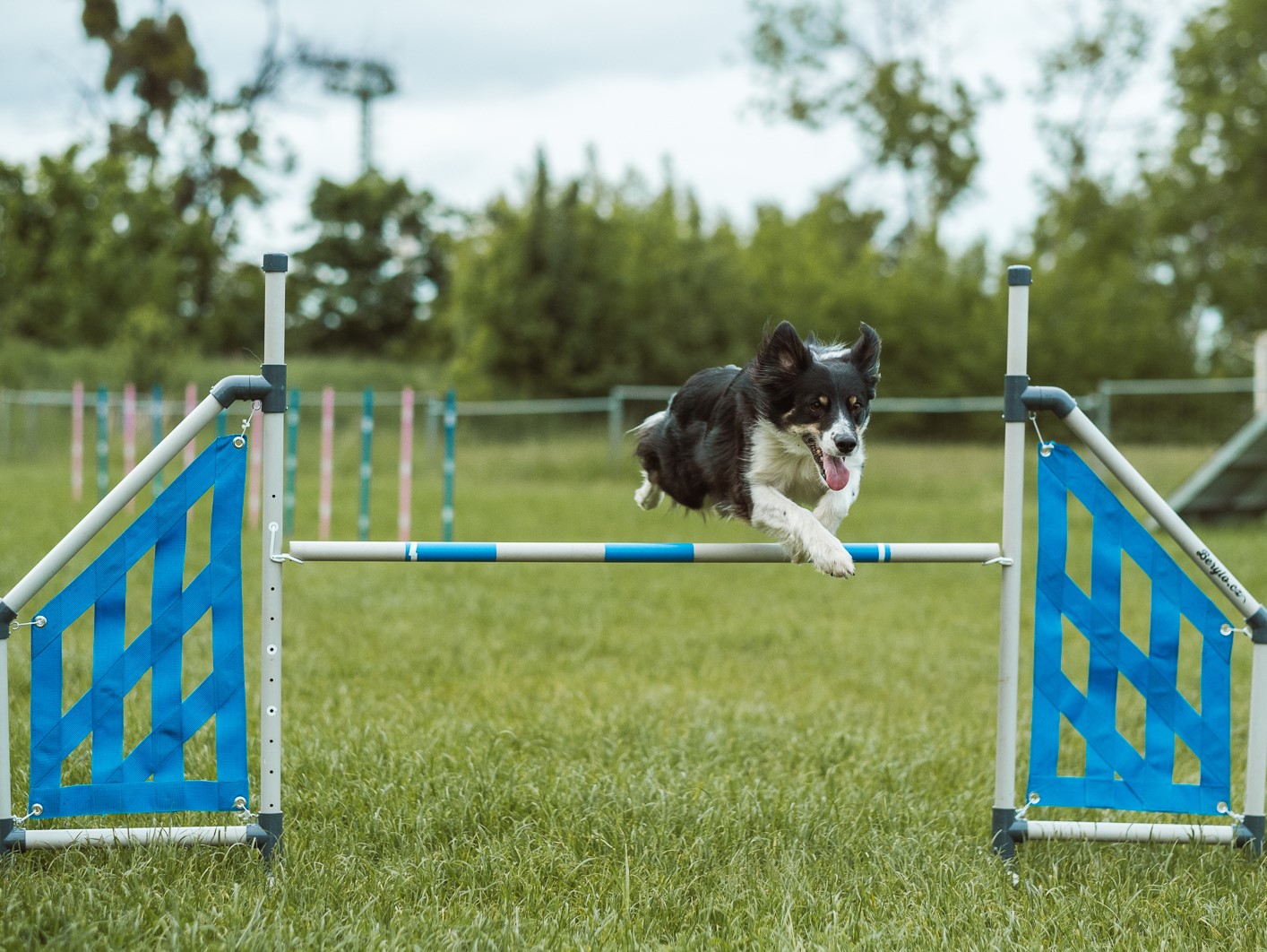 Vaše cesta na mistrovství: AGILITY od A do Z!