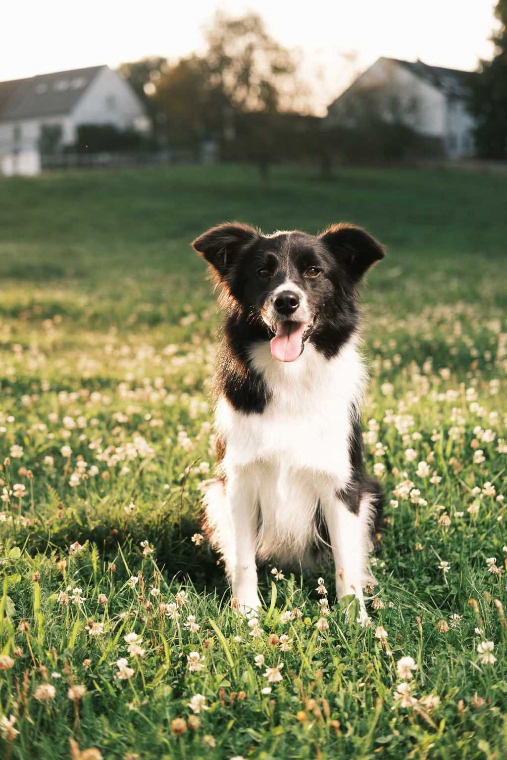 DOG-farma-2024_predvyber-web-436-of-488-1024x1536