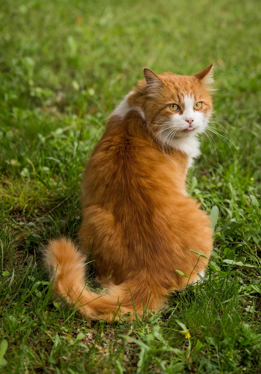 cat-1868606_1280