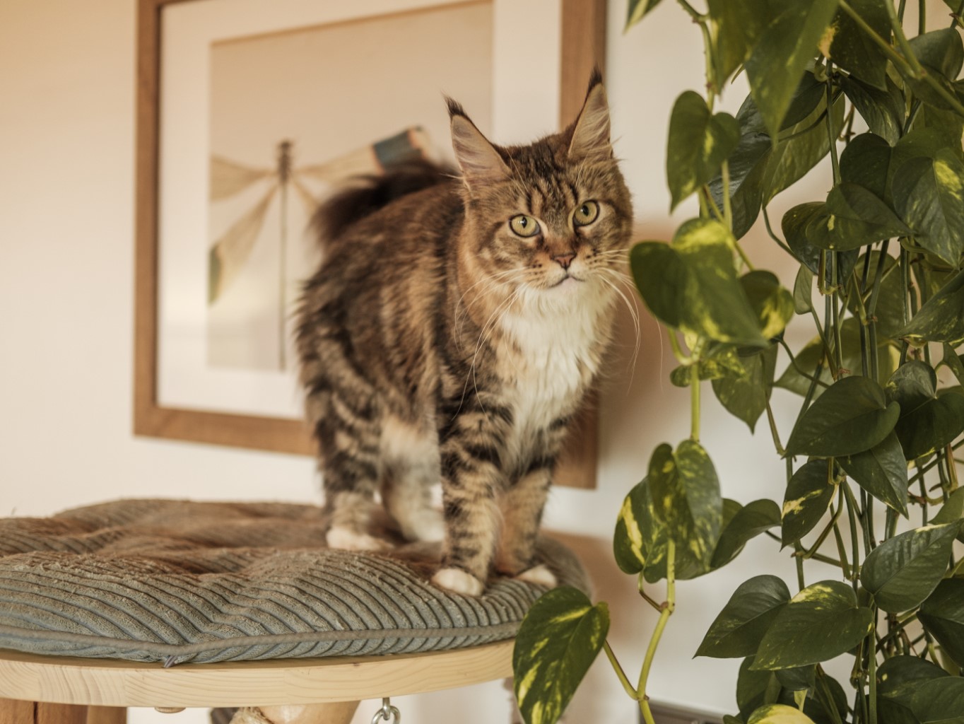 A lakásban tartott és a szabadban élő macskák étrendjének eltérései