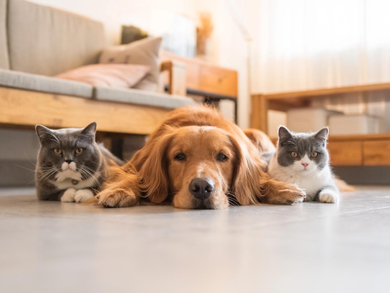 Hogyan látnak a kutyák és a macskák?