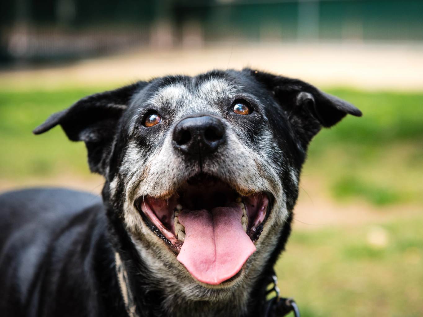 Szenior kutyatáp – mire figyeljünk a választásnál?