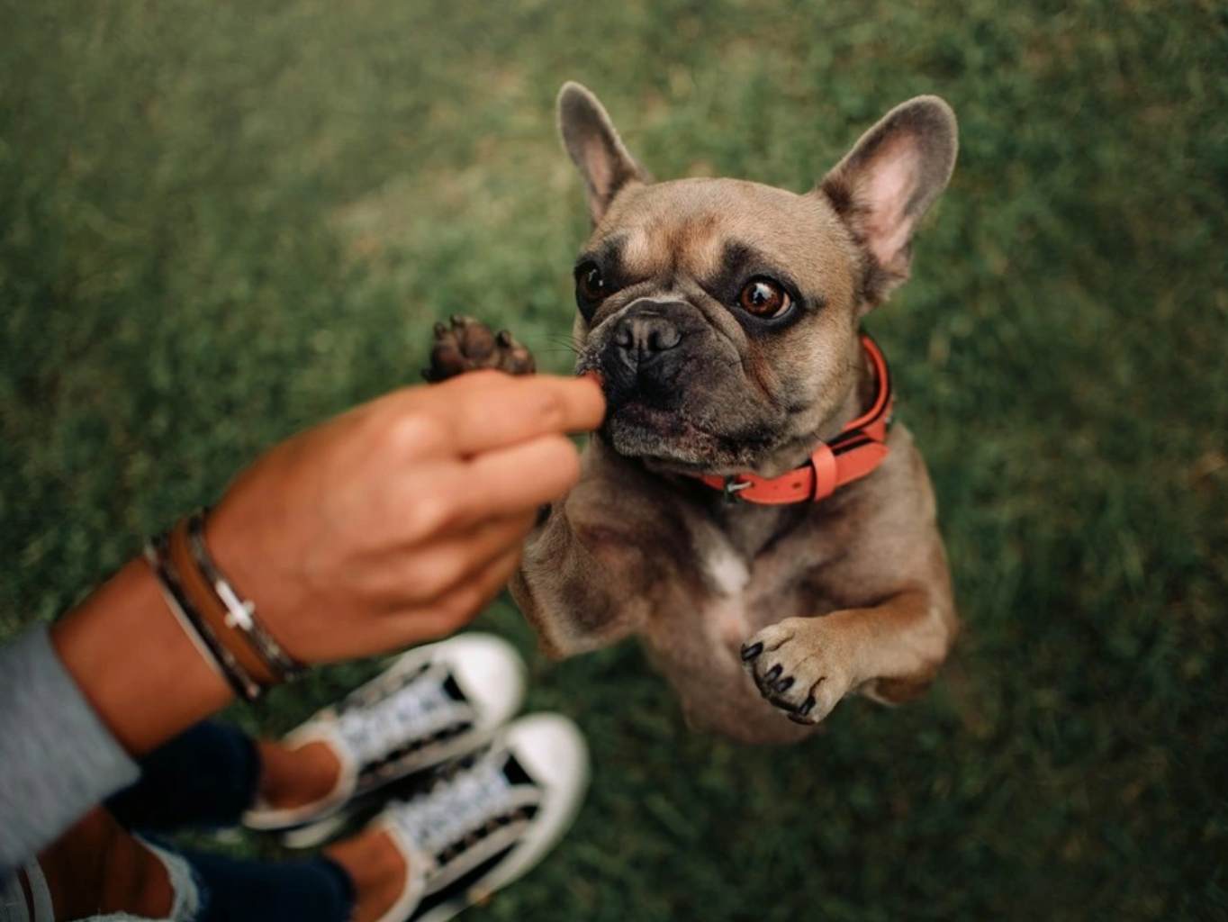 Jutalomfalatok kutyáknak – mikor és hányszor adjuk naponta?