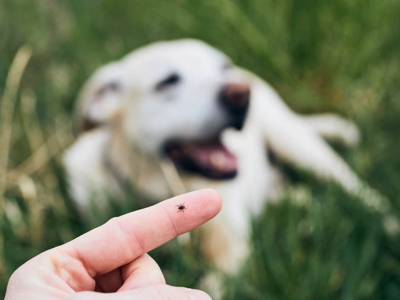 Lyme-kór a kutyáknál – hogyan ismerjük fel és kezeljük?