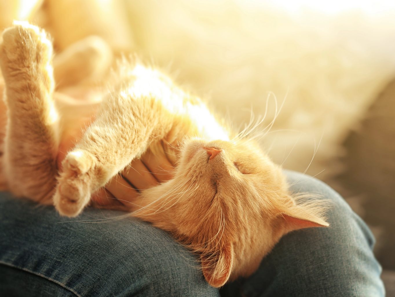 Miért érdemes macskát tartani? A macskák hatása az ember egészségére