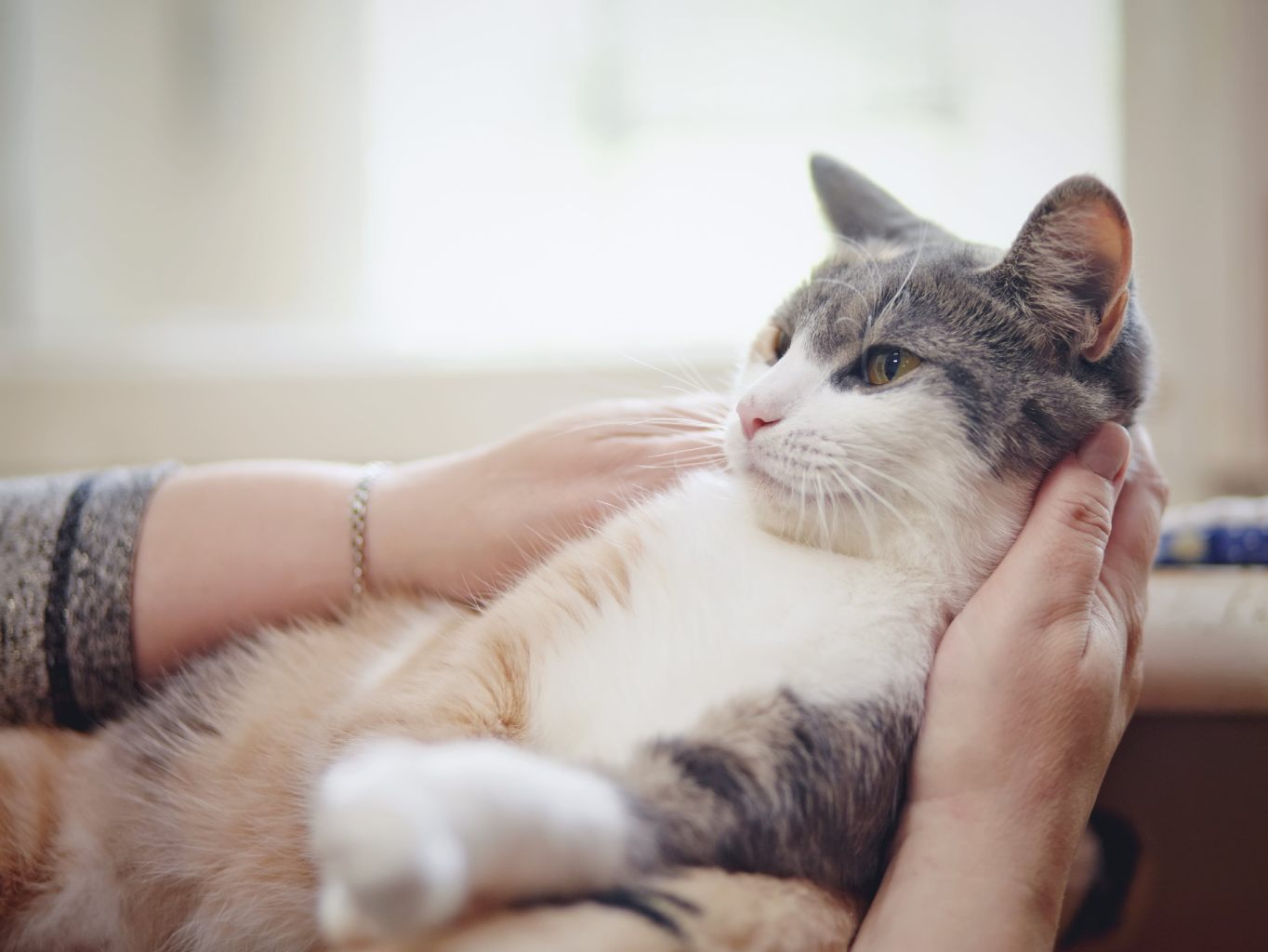 A macskák dorombolása – a titkos gyógyító erő