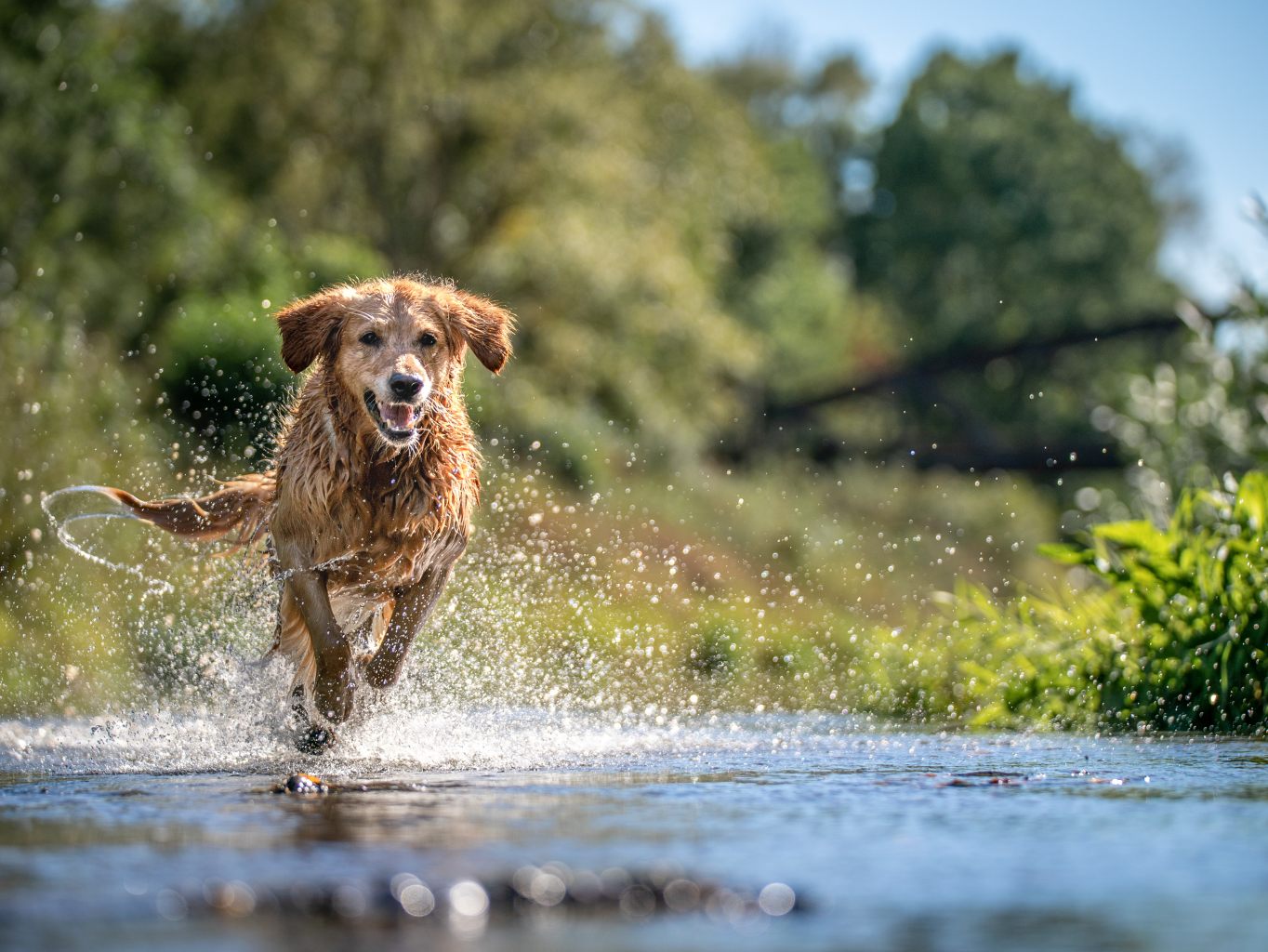 Hogyan segíthetünk a kutyának a hőségben?