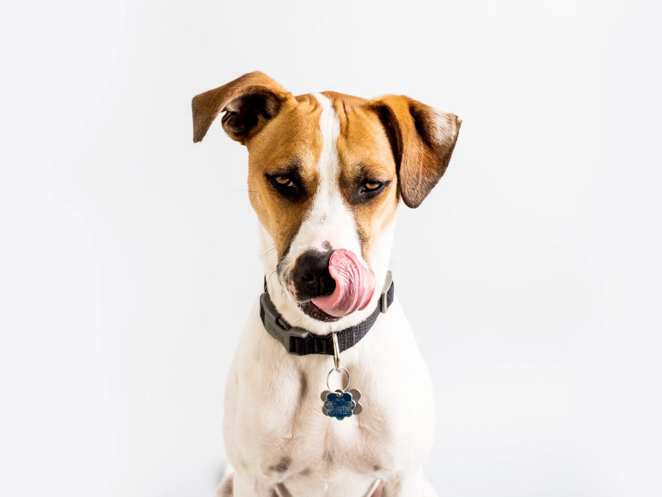 Melyik a legjobb olaj a kutyának?