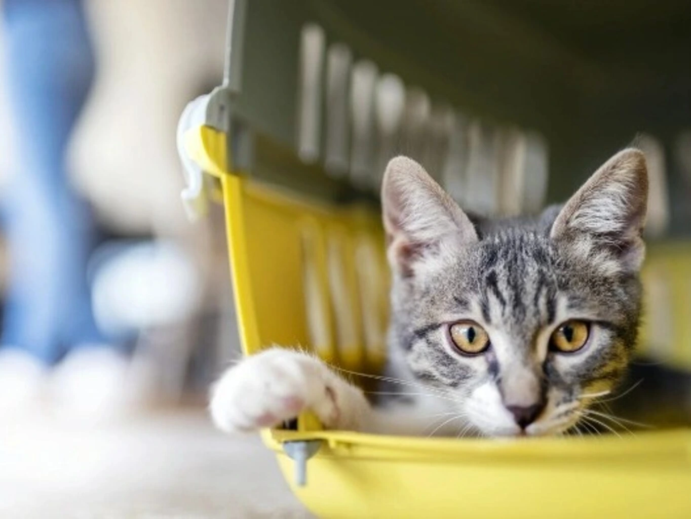 Hogyan válasszuk ki a legjobb almot kedvencünk számára?