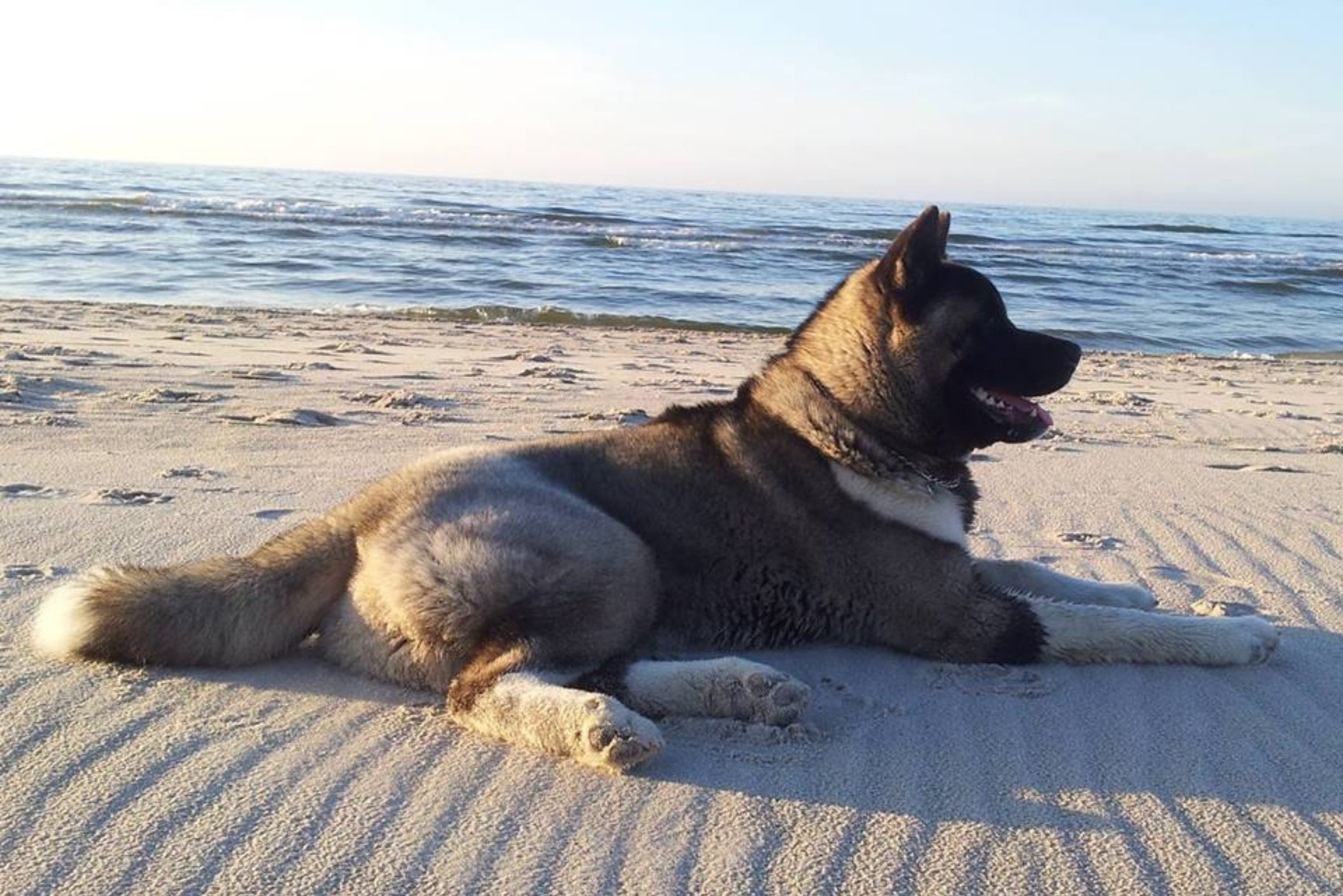 Akita inu i amerykańska – charakter, problemy, waga, choroby
