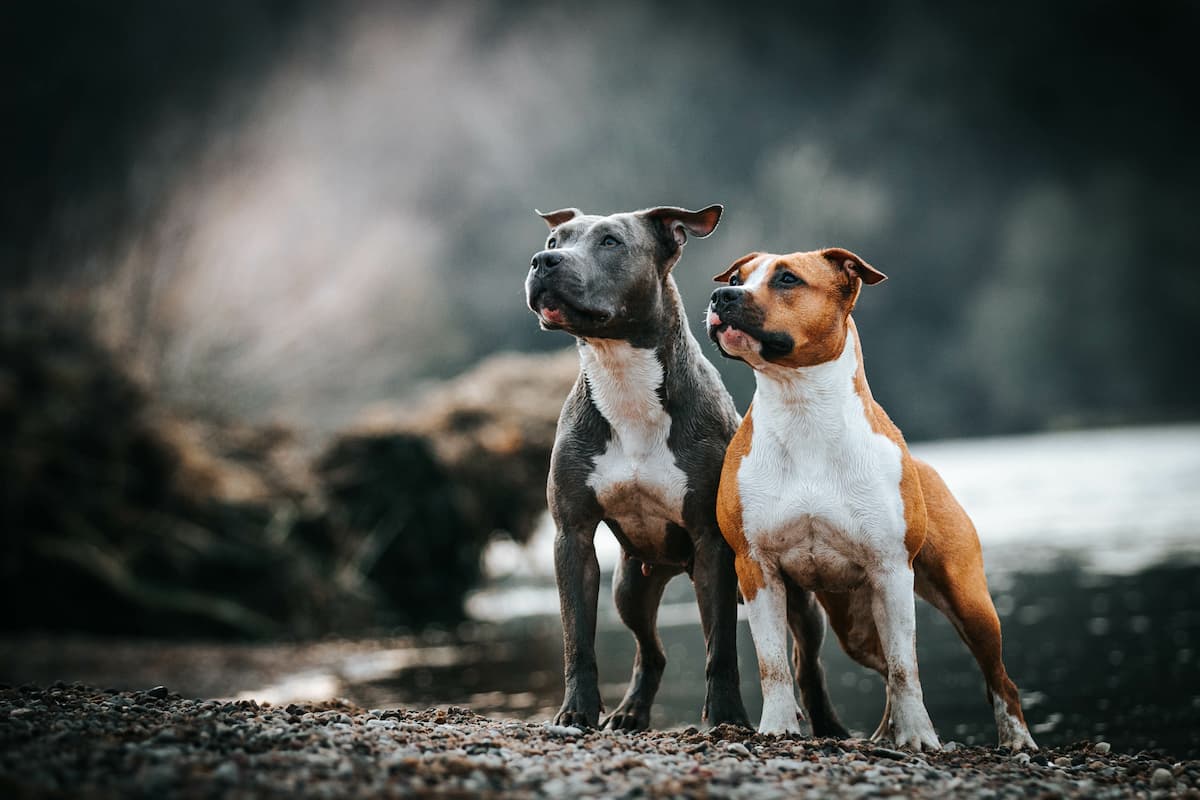 Amstaff – groźna bestia czy kochający przyjaciel?