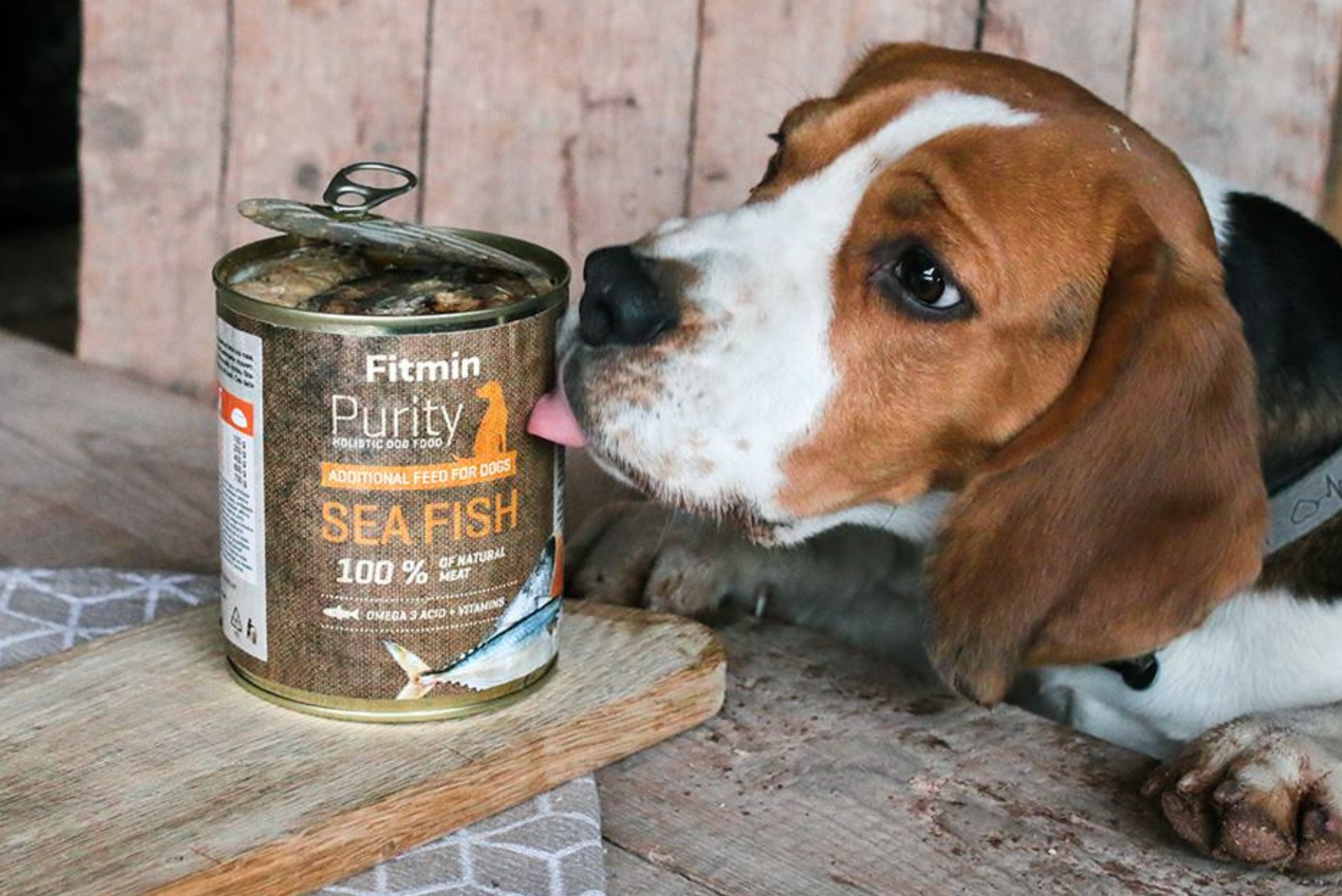 Beagle