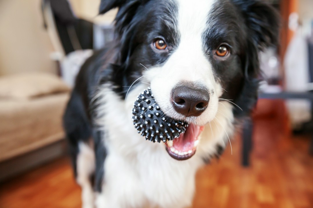 Jak dbać o border collie: dieta, pielęgnacja, trening