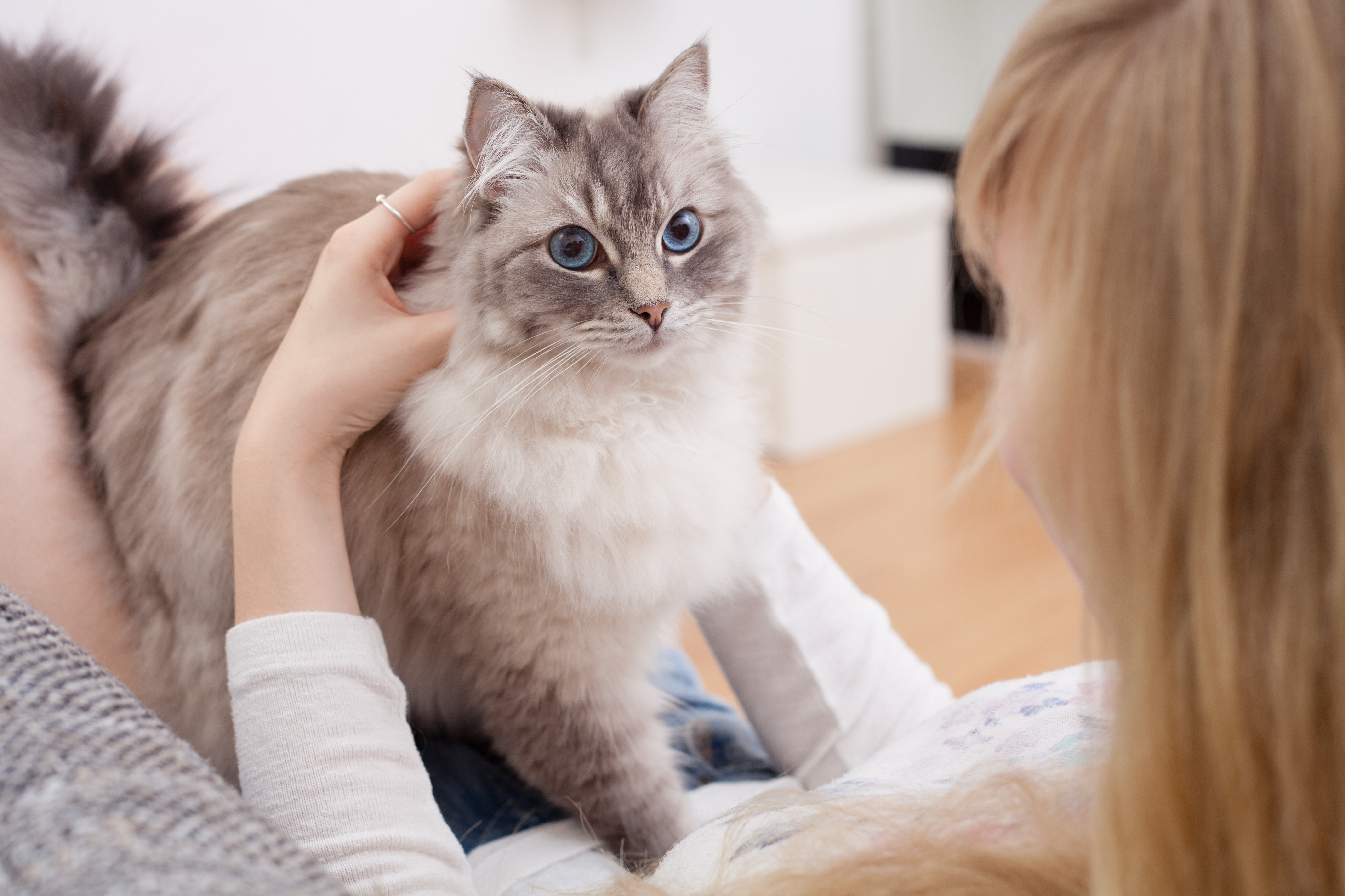 Alergia na kota – czy uniemożliwia życie z pupilem?