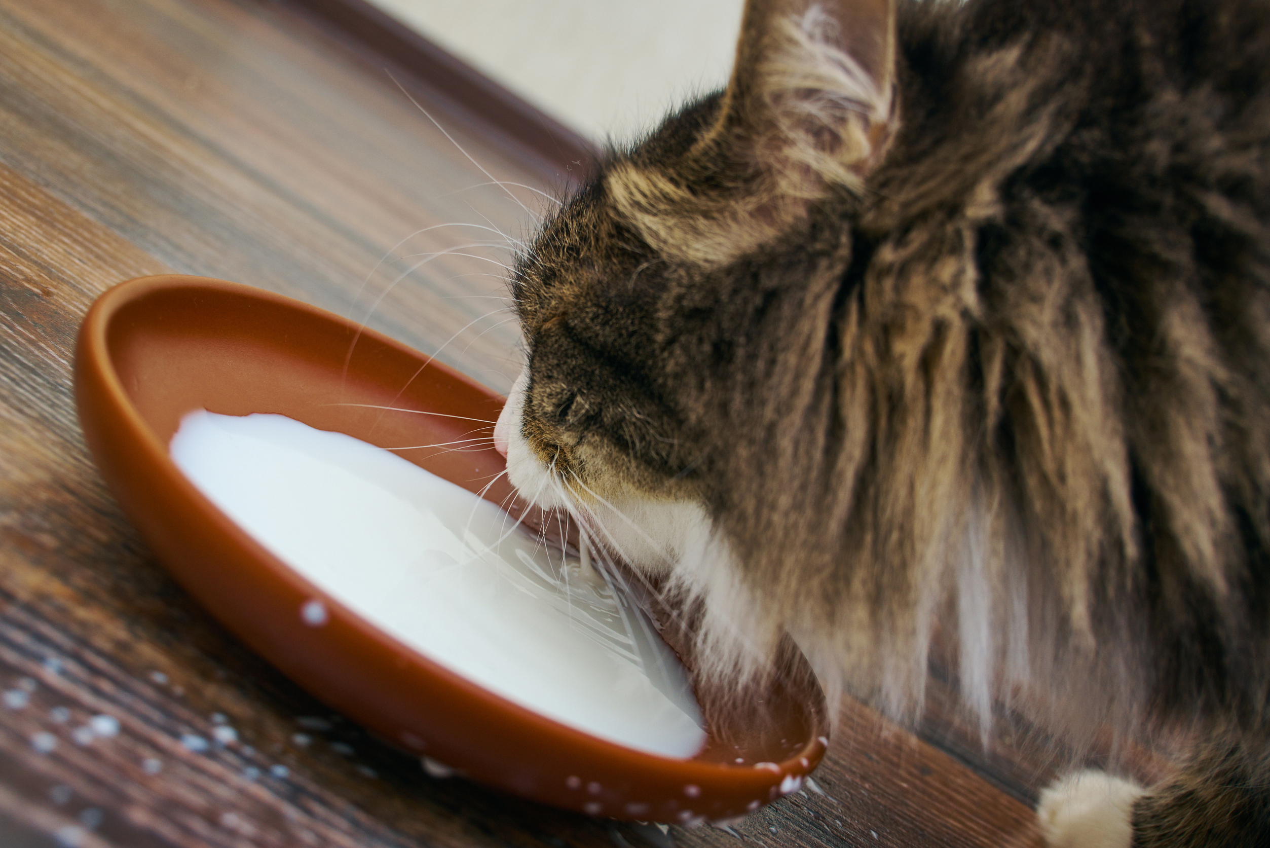 Czy koty piją mleko? Odkryj mity o tym, jak karmić kota