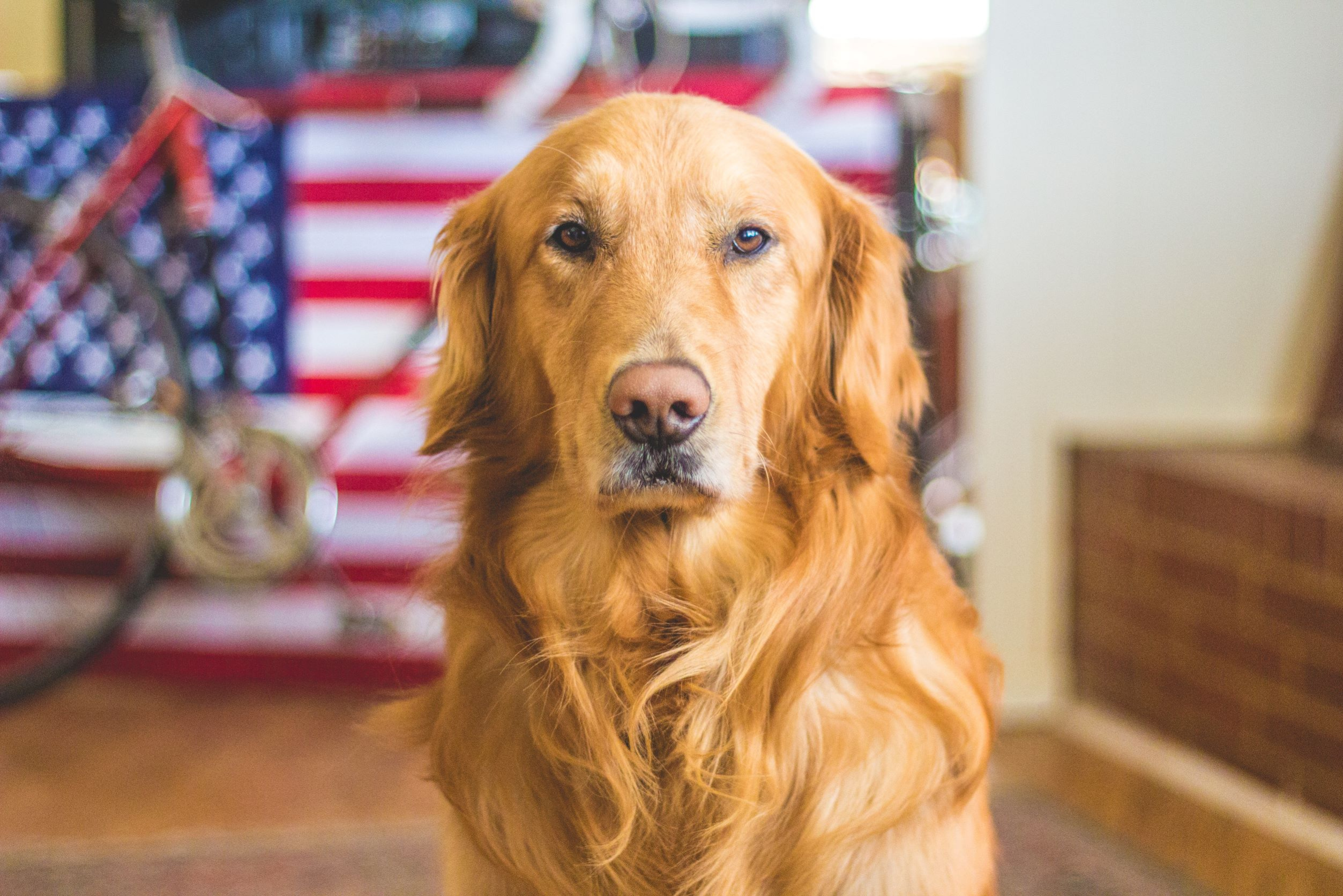 Golden retriever - cena psów, usposobienie, długość życia
