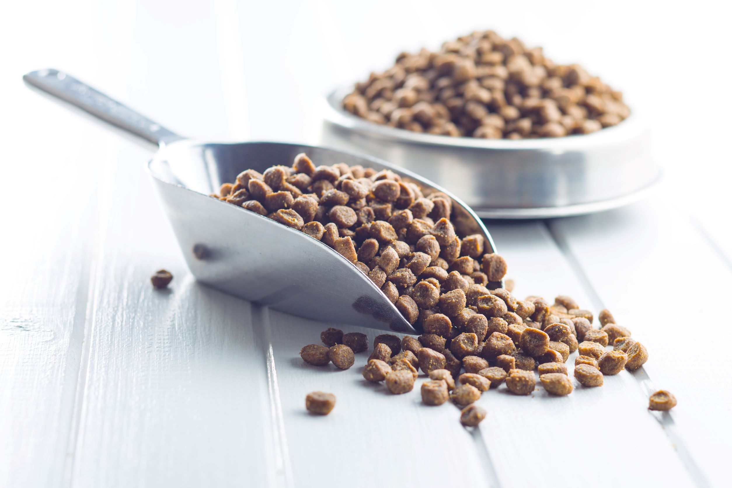 Jak karmić psa? Porady na temat żywienia czworonoga