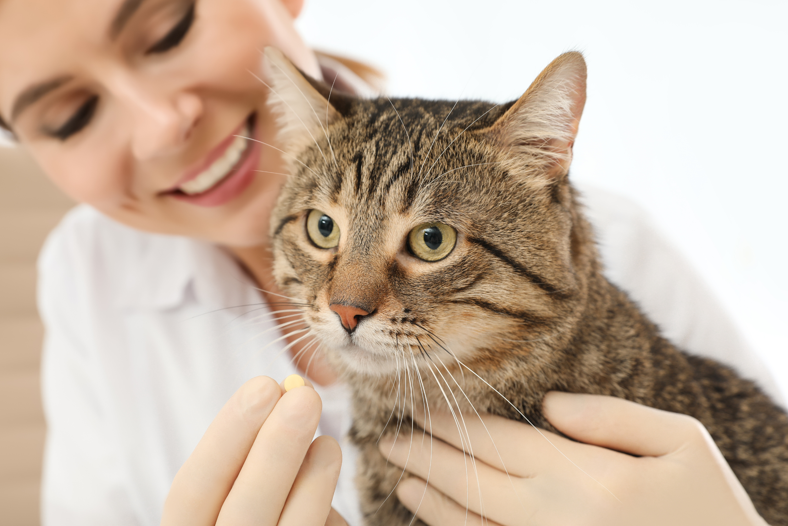 Jak podać kotu tabletkę? 5 sprawdzonych sposobów