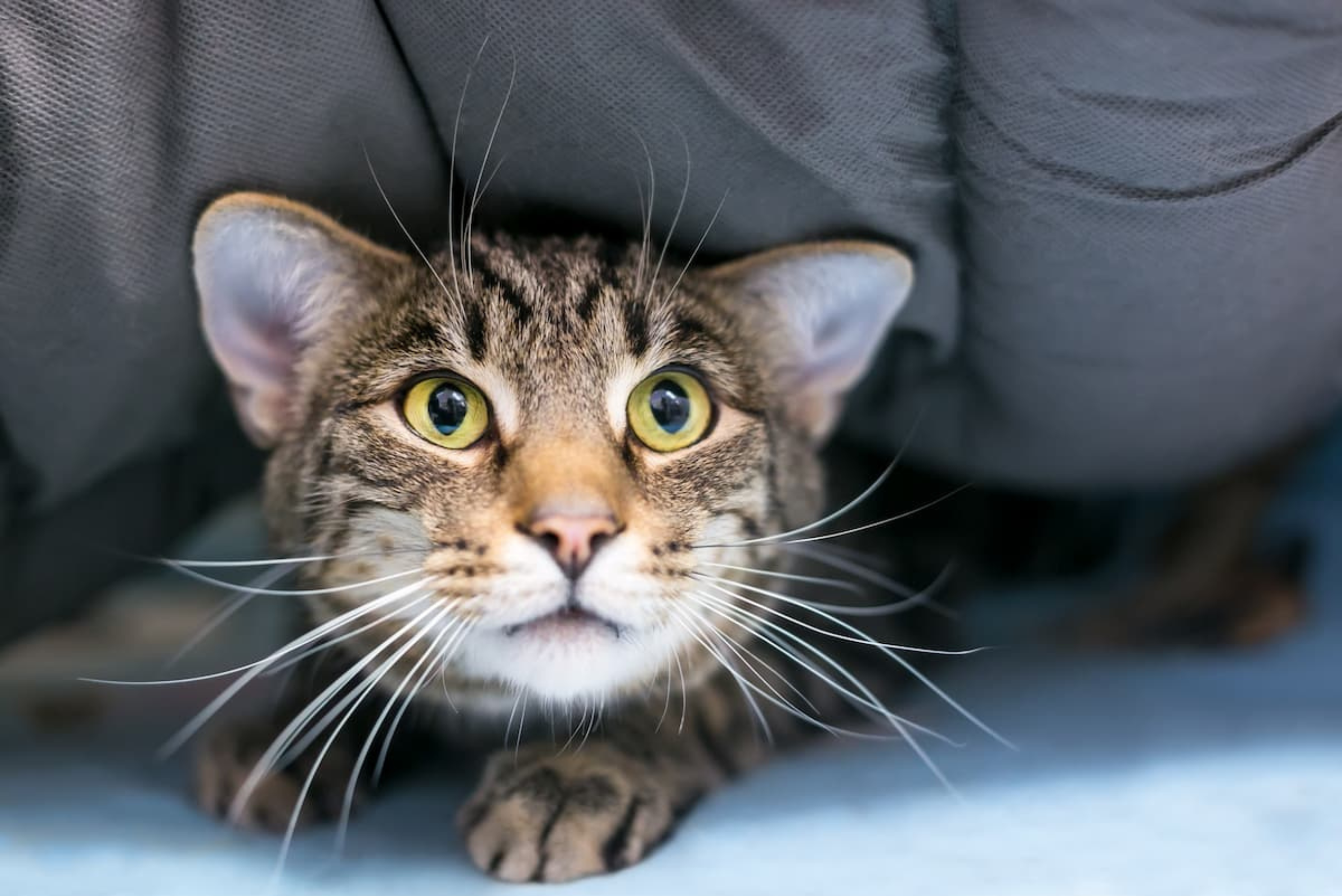 Jak uspokoić kota? 5 sprawdzonych metod