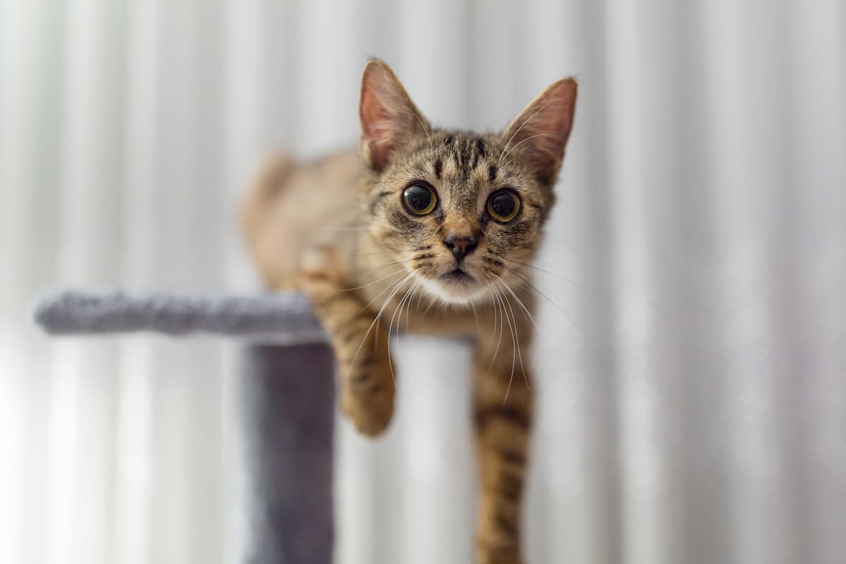 Domowy drapak dla kota: zrób to sam(a)!