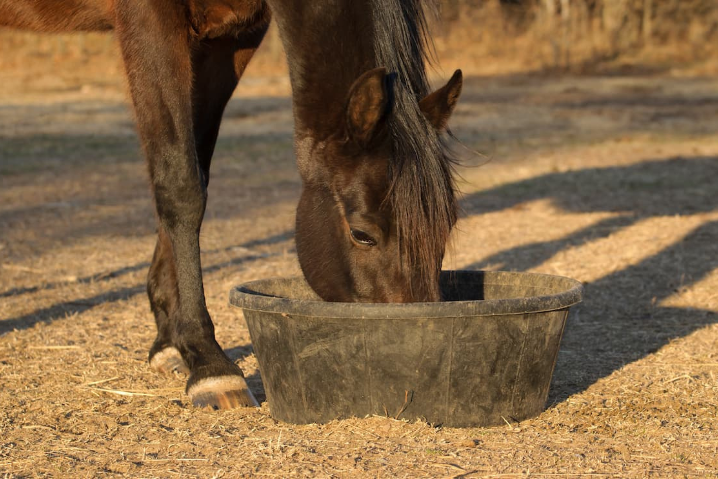 Jedzenie dla koni: 5 faktów, 5 mitów