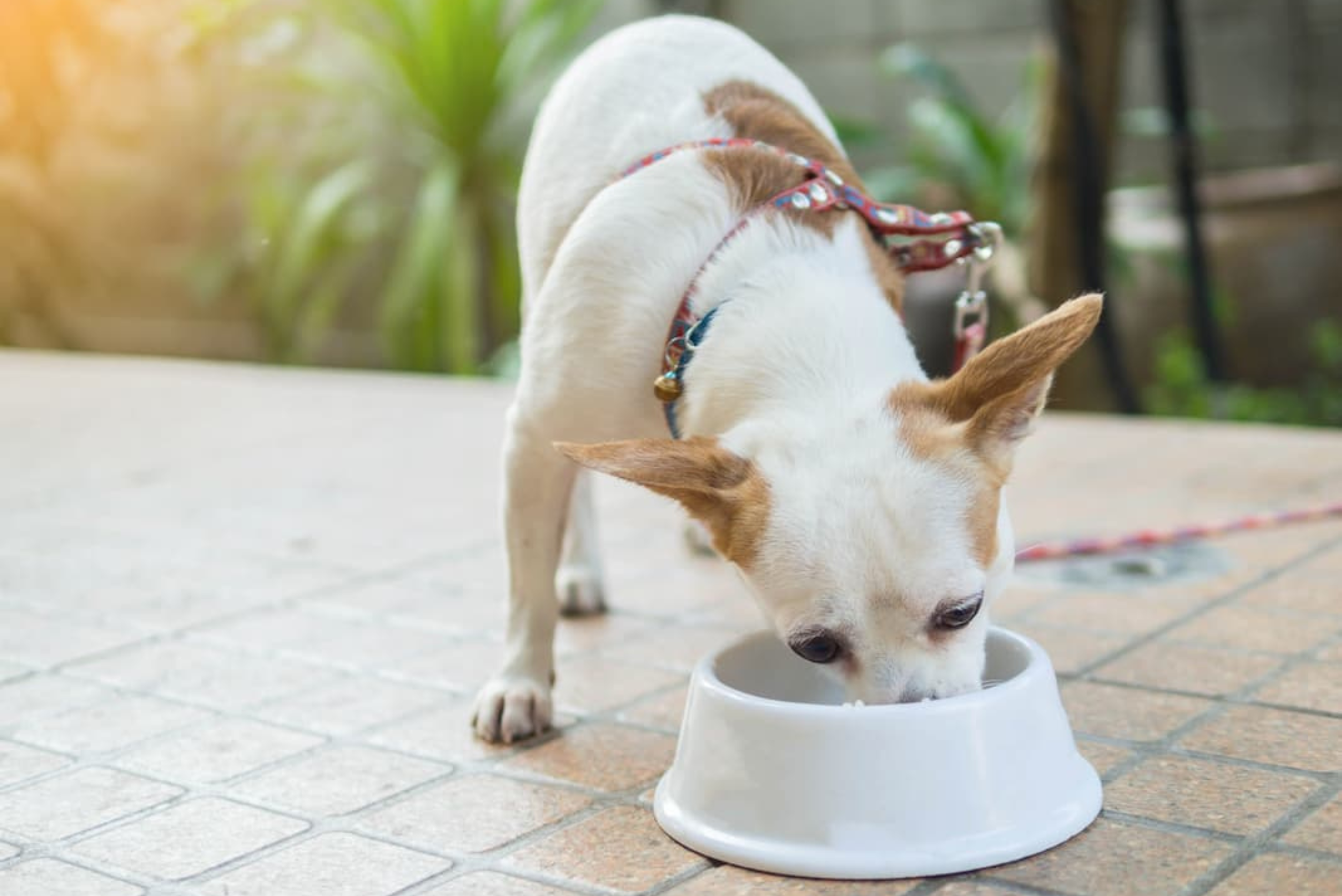 Karma bezzbożowa dla psa – czy warto?